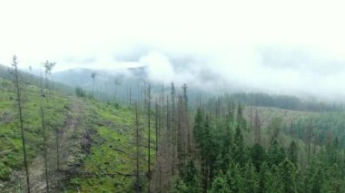 Drone flying between the trees. View of destroyed trees. Cloudy sky. Carpathian mountains. Gorgany.