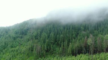 Ormanın ve dağların bulutların arasından çekilmiş Dron görüntüleri. Karpat Dağları. Gorgany. 