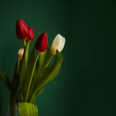 Koyu yeşil arka planda kırmızı ve beyaz laleler. Uzayı kopyala Tebrik kartı. Sevgililer Günü