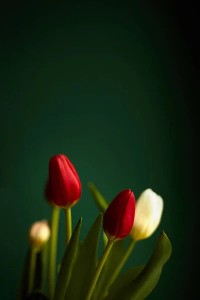 Red White Tulips Dark Green Background Copy Space Greeting Card — Stock Photo, Image