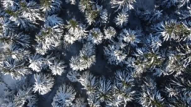 Vista Drone Floresta Inverno Nas Montanhas Nevadas Cárpatos Ucrânia Petros — Vídeo de Stock