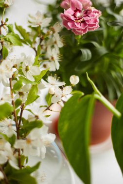 Pencerenin yanındaki vazoda beyaz çiçek açan dallar. Bahar konsepti