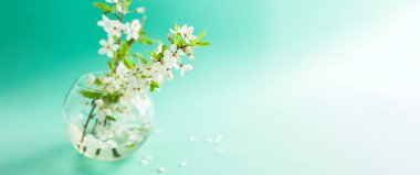 Kiraz çiçeği dallarıyla bahar turkuazı arka planı. Mavi masaüstü. Üst manzara, çerçeve. Boşluğu kopyala