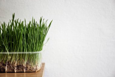 Kedi çimi masanın üzerinde duruyor. Buğday otlu esrar. Besleyici ev yapımı buğday çimi tepsisi. Evcil hayvan otu