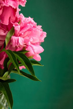 Yeşil arka planda fotokopi alanı olan pembe şakayık çiçekleri. Tebrik kartı arkaplanı