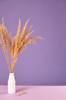 Pampas otunun kuru dalları menekşe arka planda. Moda rengi. Boşluğu kopyala