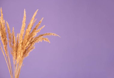 Pampas otunun kuru dalları menekşe arka planda. Moda rengi. Boşluğu kopyala