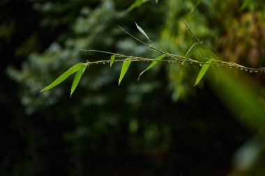 Yağmurdan sonra yeşil bambu yaprakları. Tropik yapraklar arka planda. Yeşil Bitki Dokusu