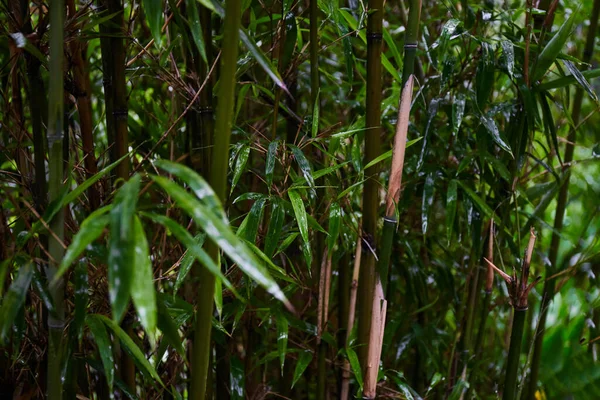Grüne Bambusblätter Nach Regen Tropische Blätter Hintergrund Textur Grüner Pflanzen — Stockfoto