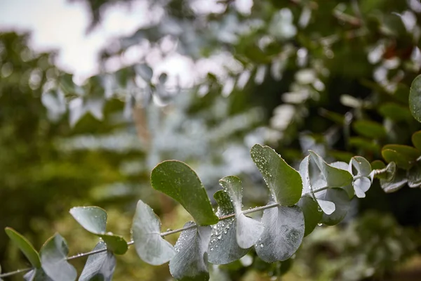 緑のユーカリは雨の後に葉します 熱帯の葉の背景 緑の植物の質感 — ストック写真