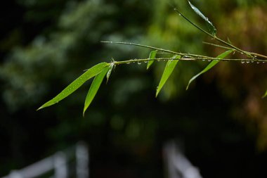 Yağmurdan sonra yeşil bambu yaprakları. Tropik yapraklar arka planda. Yeşil Bitki Dokusu