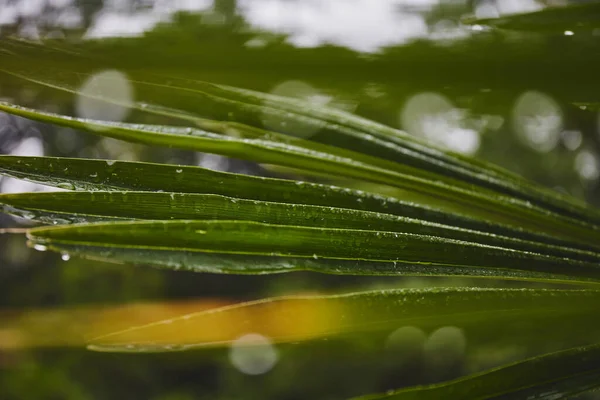 Grüne Palmblätter Nach Regen Tropische Blätter Hintergrund Textur Grüner Pflanzen — Stockfoto
