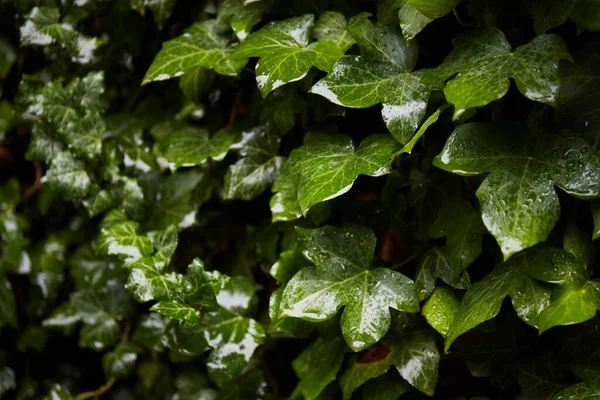 Groene Klimop Bladeren Regen Tropische Bladeren Achtergrond Groene Plantenstructuur — Stockfoto