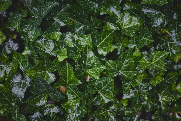 Groene Klimop Bladeren Regen Tropische Bladeren Achtergrond Groene Plantenstructuur — Stockfoto