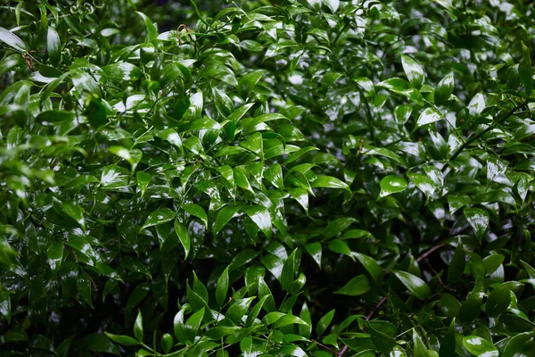 雨の後緑の葉 熱帯の葉の背景 緑の植物の質感 — ストック写真