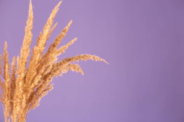 Pampas otunun kuru dalları menekşe arka planda. Moda rengi. Boşluğu kopyala