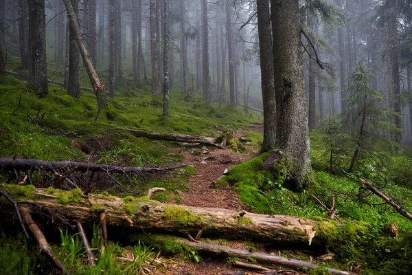 Schöne Ukrainische Natur Kleiner Pfad Alten Kiefernwald Karpaten Gorgany Ukraine — Stockfoto