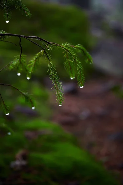 Hermosa Naturaleza Ucraniana Pequeñas Ramas Pino Fresco Con Gotas Agua — Foto de Stock