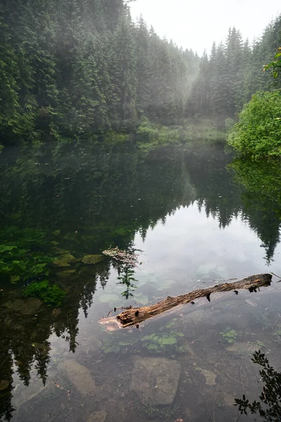 Krásná Ukrajinská Povaha Lesní Jezero Obklopené Borovicemi Během Deštivého Dne — Stock fotografie