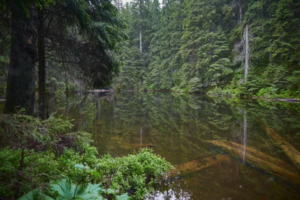 Vacker Ukrainsk Natur Skogssjön Omgiven Tallar Regnig Dag Karpaterna Arshica — Stockfoto
