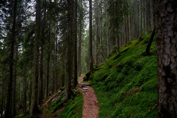 Belle Nature Ukrainienne Petit Sentier Dans Vieille Forêt Pins Carpates — Photo