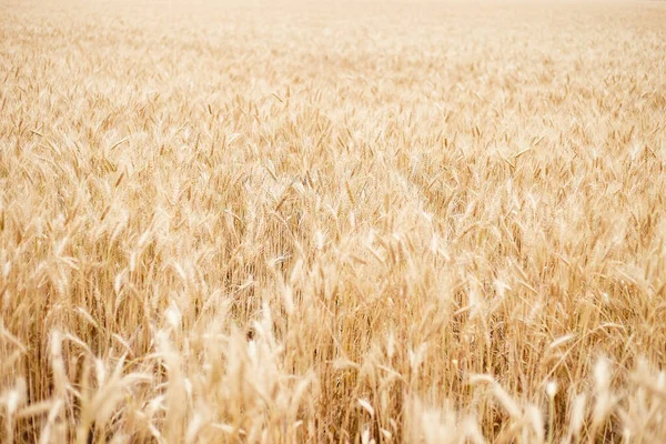 Ukrayna 'da buğday tarlası. Mariupol