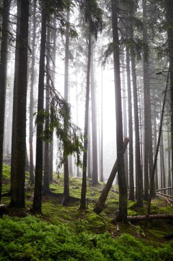 Güzel Ukrayna doğası. Yağmurlu bir günde eski ve sisli bir çam ormanı. Karpat Dağları, Ukrayna