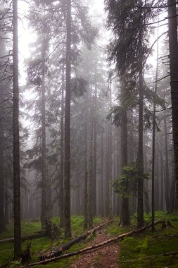 Güzel Ukrayna doğası. Eski çam ormanında küçük bir patika. Karpat Dağları, Gorgany, Ukrayna