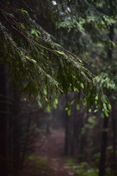 Bella Natura Ucraina Piccoli Rami Pino Fresco Con Gocce Acqua — Foto Stock