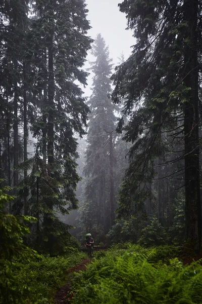 Schöne Ukrainische Natur Alte Und Neblige Kiefernwälder Regentagen Karpaten Ukraine — Stockfoto