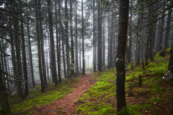 Bella Natura Ucraina Piccolo Sentiero Nella Vecchia Pineta Monti Carpazi — Foto Stock