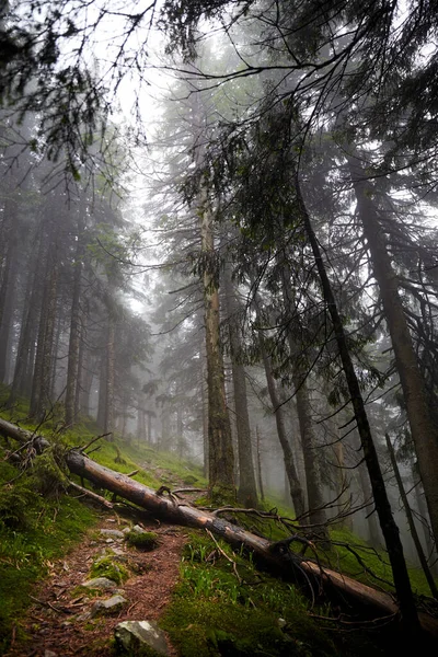 Bella Natura Ucraina Piccolo Sentiero Nella Vecchia Pineta Monti Carpazi — Foto Stock