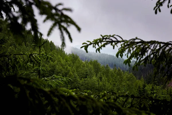 美丽的乌克兰自然 多雾的老松树林在雨天 乌克兰喀尔巴阡山脉 — 图库照片