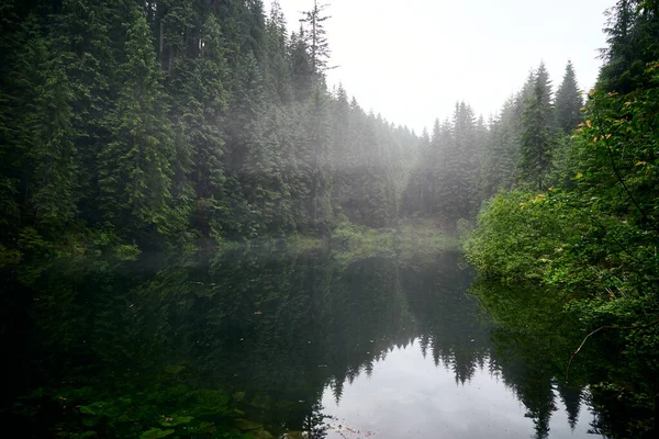 Vacker Ukrainsk Natur Skogssjön Omgiven Tallar Regnig Dag Karpaterna Rosohan — Stockfoto