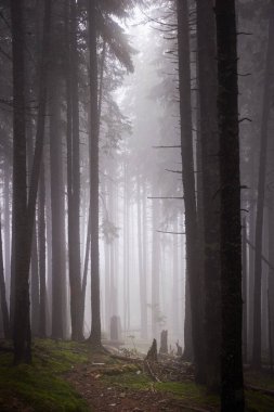 Güzel Ukrayna doğası. Eski çam ormanında küçük bir patika. Karpat Dağları, Gorgany, Ukrayna