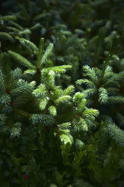 Schöne Ukrainische Natur Kleine Äste Frischer Kiefern Mit Wassertropfen Nebligen — Stockfoto