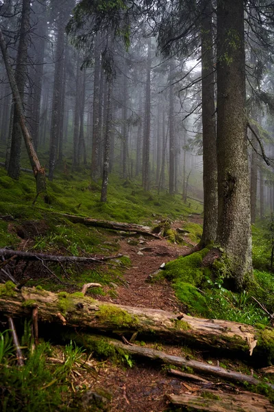 Bella Natura Ucraina Piccolo Sentiero Nella Vecchia Pineta Monti Carpazi — Foto Stock
