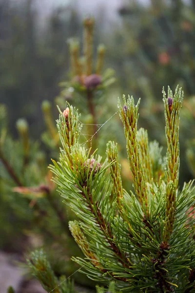 Schöne Ukrainische Natur Kleine Äste Frischer Kiefern Mit Wassertropfen Nebligen — Stockfoto