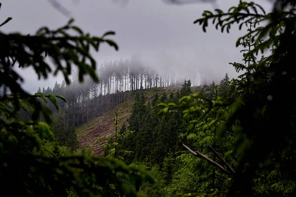 非法砍伐树木的景观 全球变暖概念 — 图库照片