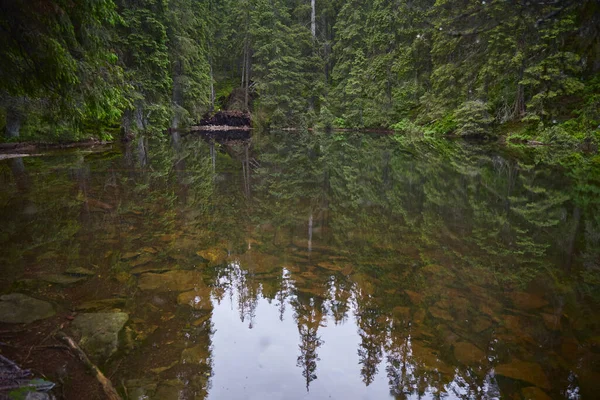 Vacker Ukrainsk Natur Skogssjön Omgiven Tallar Regnig Dag Karpaterna Arshicien — Stockfoto