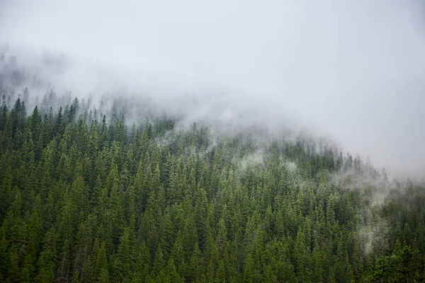 美丽的乌克兰自然 多雾的老松树林在雨天 乌克兰Gorgany喀尔巴阡山脉 — 图库照片