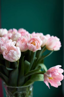 Koyu yeşil arka planda pembe laleler. Uzayı kopyala Tebrik kartı. Sevgililer Günü