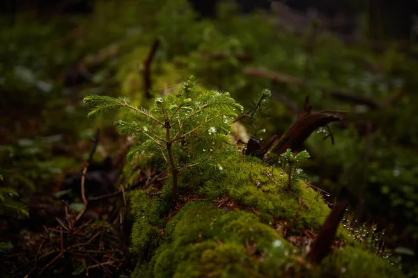 Schöne Ukrainische Natur Kleine Äste Frischer Kiefern Mit Wassertropfen Nebligen — Stockfoto