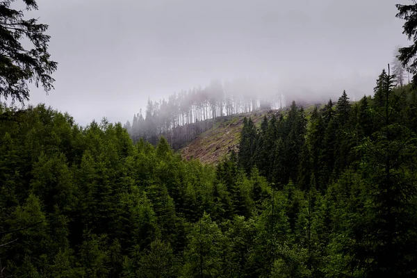 Nielegalny Widok Krajobrazu Wylesiania Ściętych Drzew Pojęcie Ekologii Środowiska Globalnego — Zdjęcie stockowe