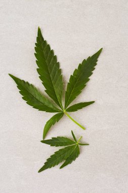 Açık arkaplanda marihuana yaprağı, fotokopi alanı ile üst görünüm. Taze kanabiler..