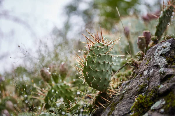 Cactus Decorativi Della Serra Cactus Strada Con Gocce Dopo Pioggia — Foto Stock