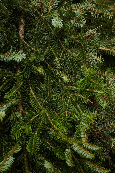 Spruce Branches Texture Fir Background — Stock fotografie