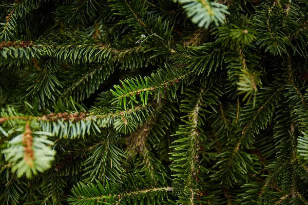 Spruce Branches Texture Fir Background — Stockfoto