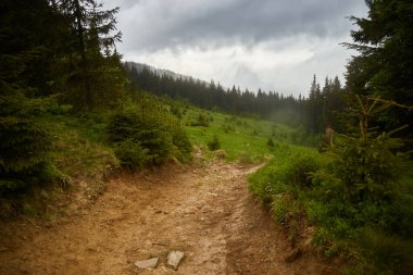 Dağ vadisinde patika. Yağmurlu bir gün. Karpat Dağları 'nda yaz. Ukrayna