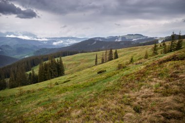 Yağmurlu bir günde dağ vadisi. Sisli dağ tepeleri. Karpat Dağları 'nda yaz. Ukrayna